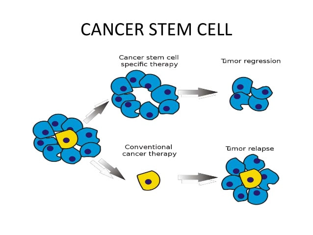 Cancer Stem Cells Danger Ja Health Advocate